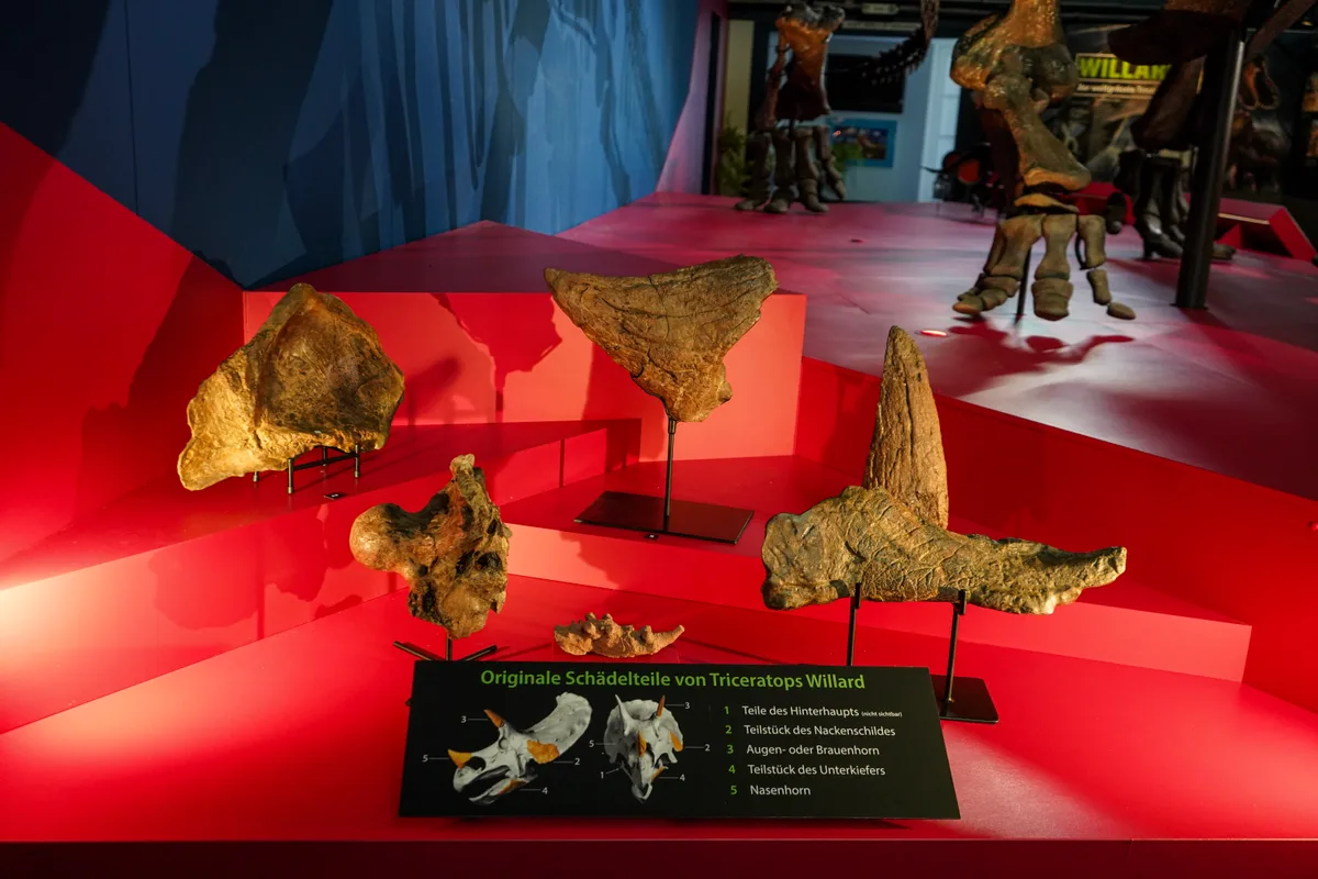 Man sieht diverse alte Knochen.